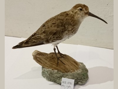 Udstoppet almindelig ryle