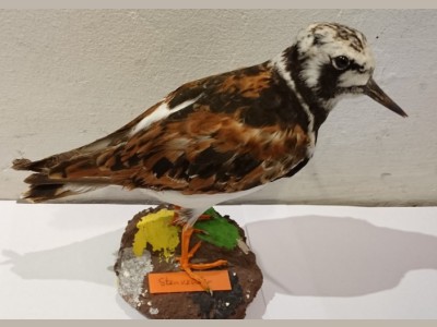 Udstoppet stenvender